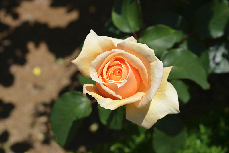 image0252