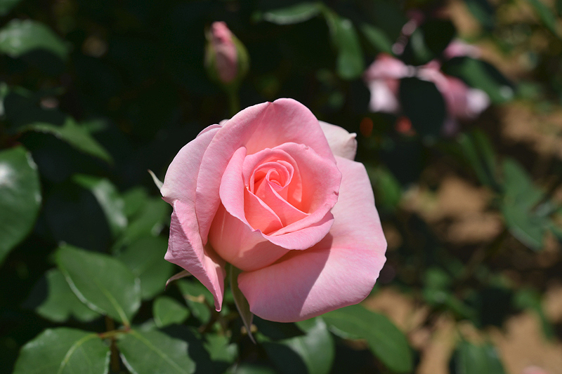 image0255