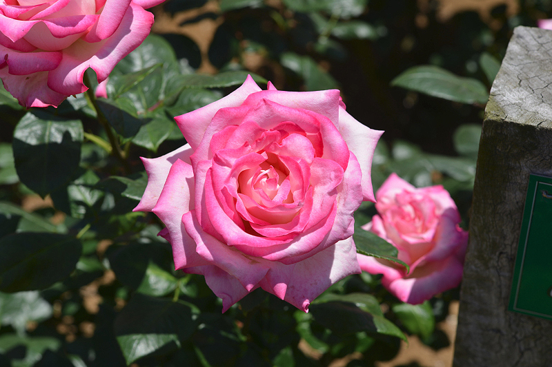image0261