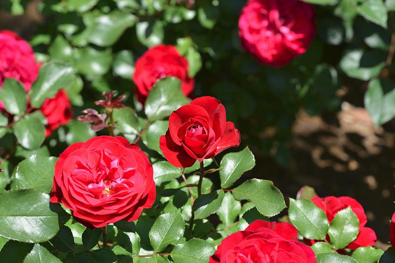 image0368