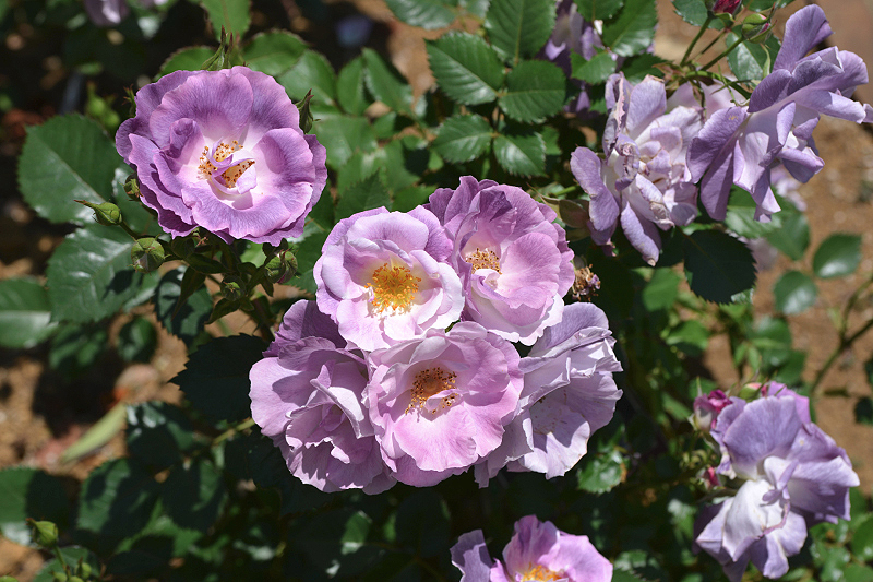 image0384
