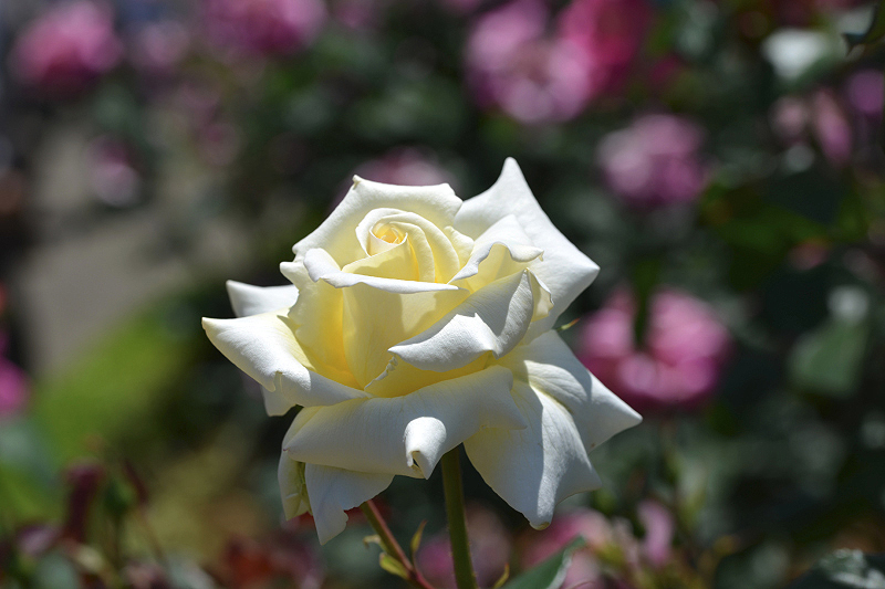 image0432