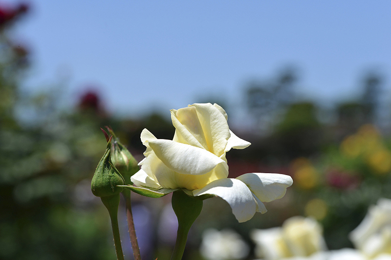 image0433