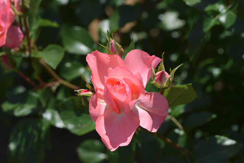 image0455