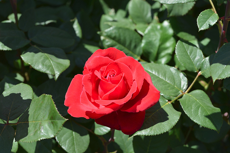 image0463