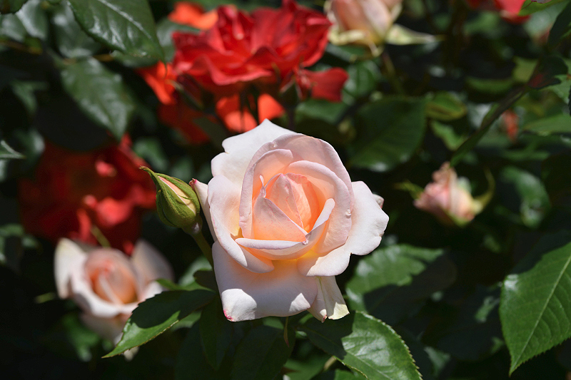image0469