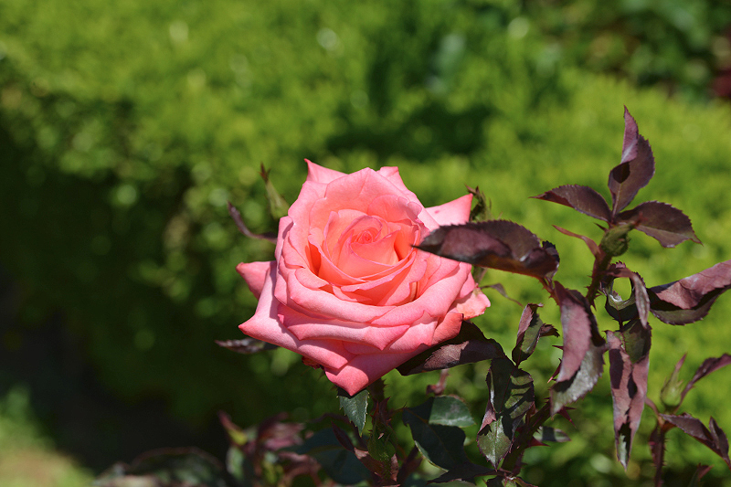 image0472