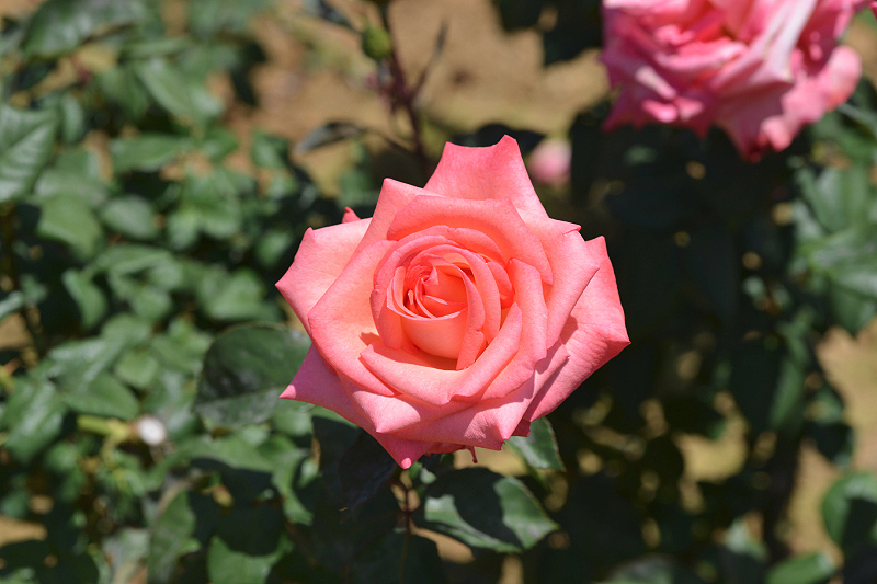image0473