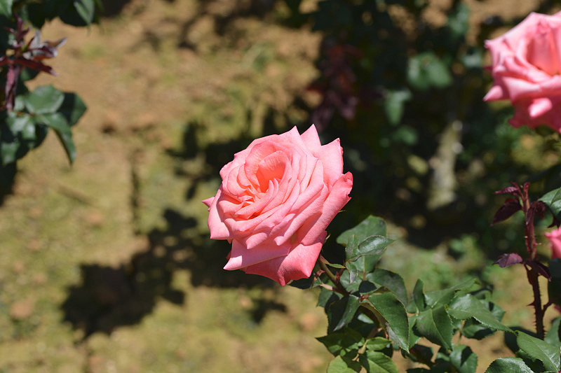 image0475