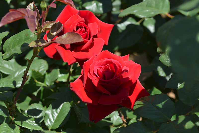 image0482