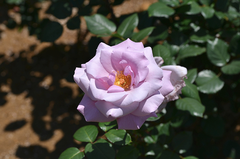 image0485