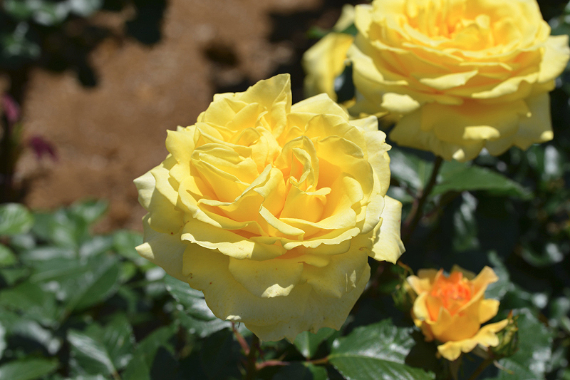 image0487