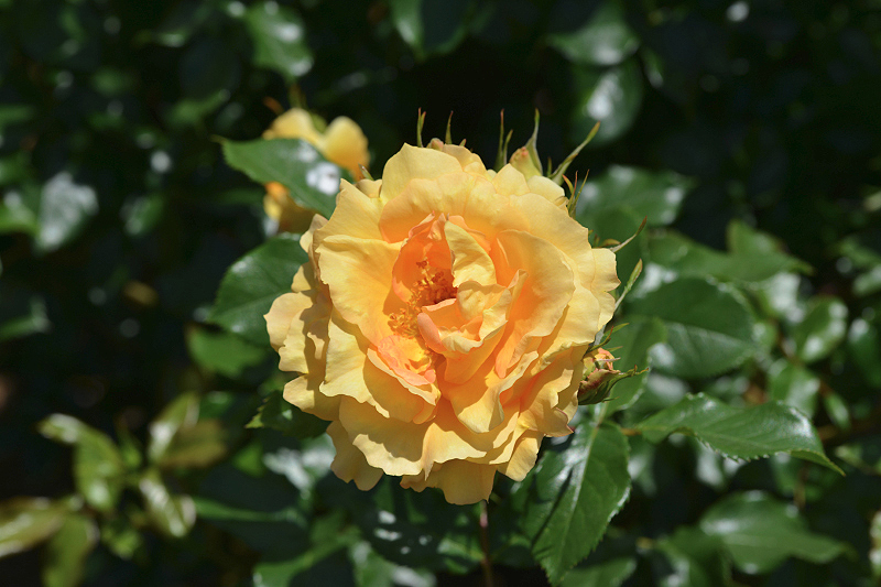 image0488