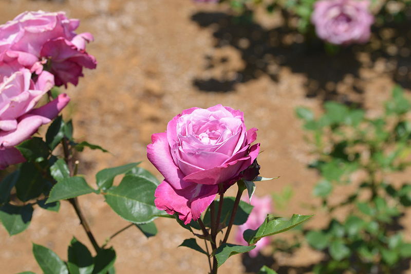 image0490