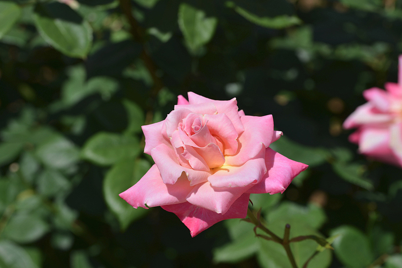 image0492