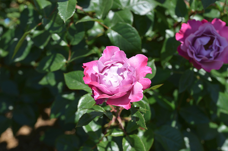 image0494
