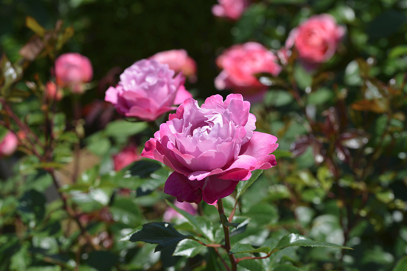 image0496