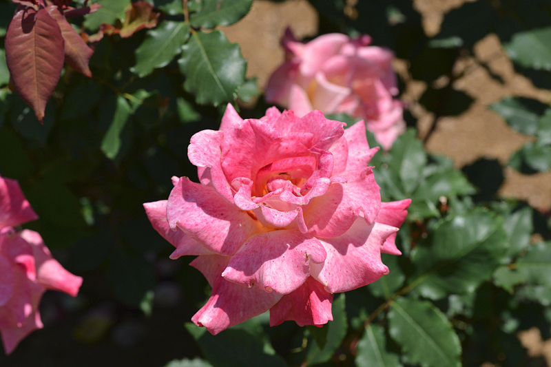 image0499