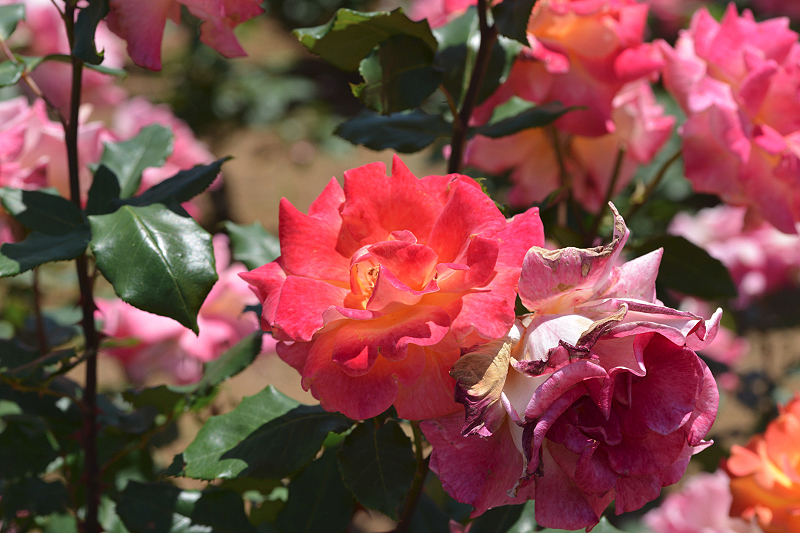 image0500
