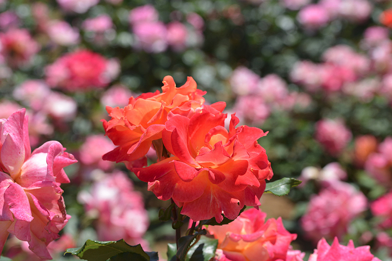 image0501