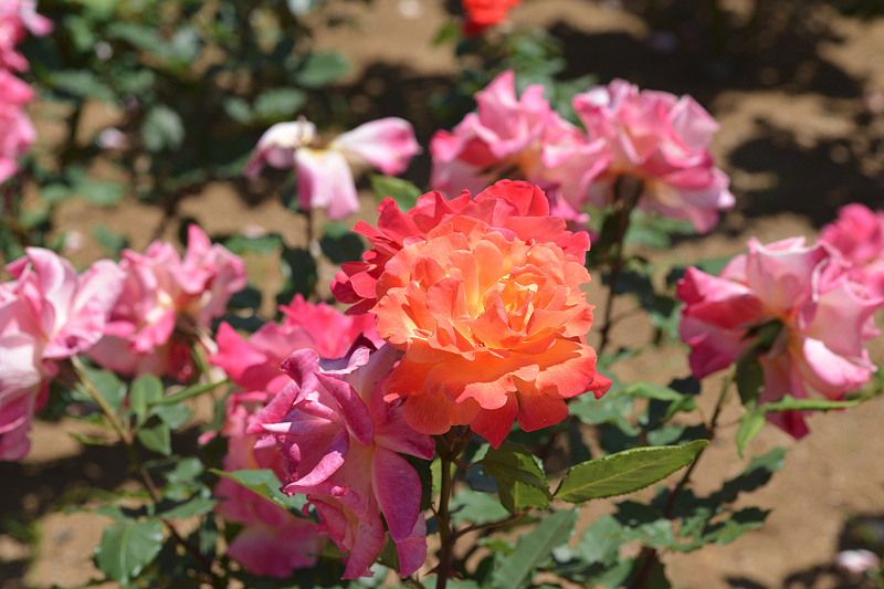 image0503