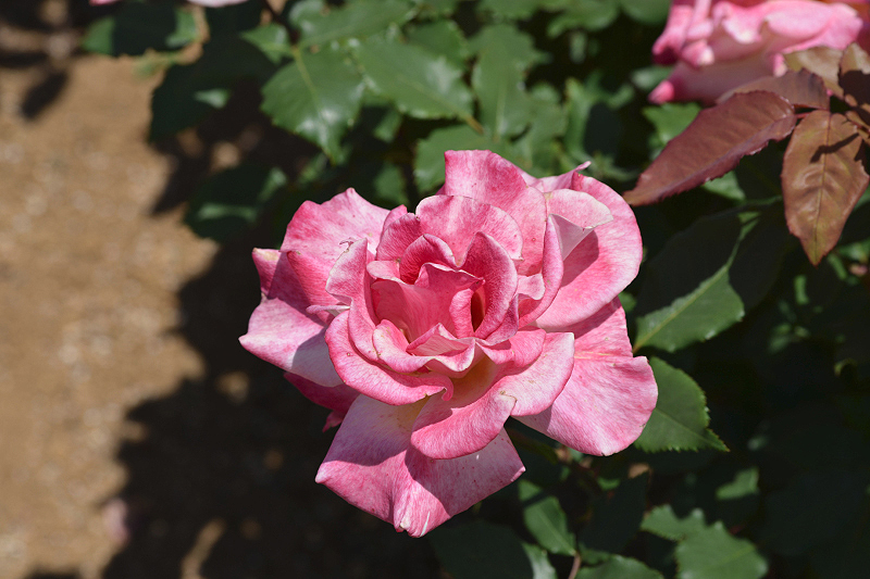 image0504