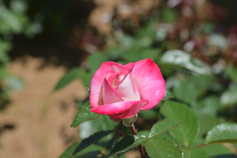 image0505