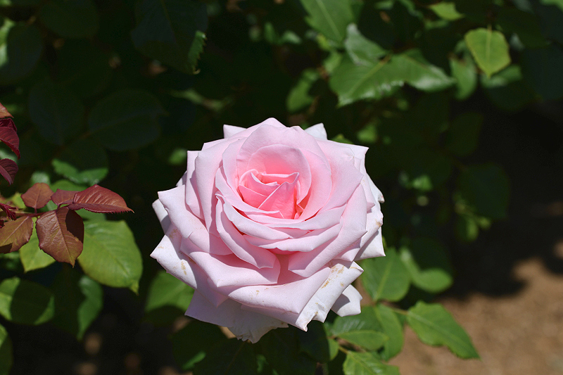image0506