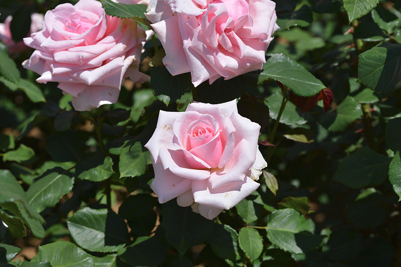 image0507