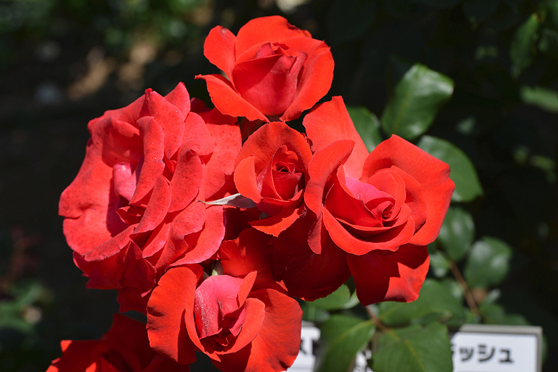 image0516