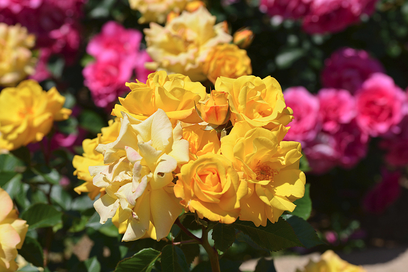 image0517