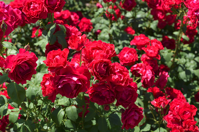 image0518
