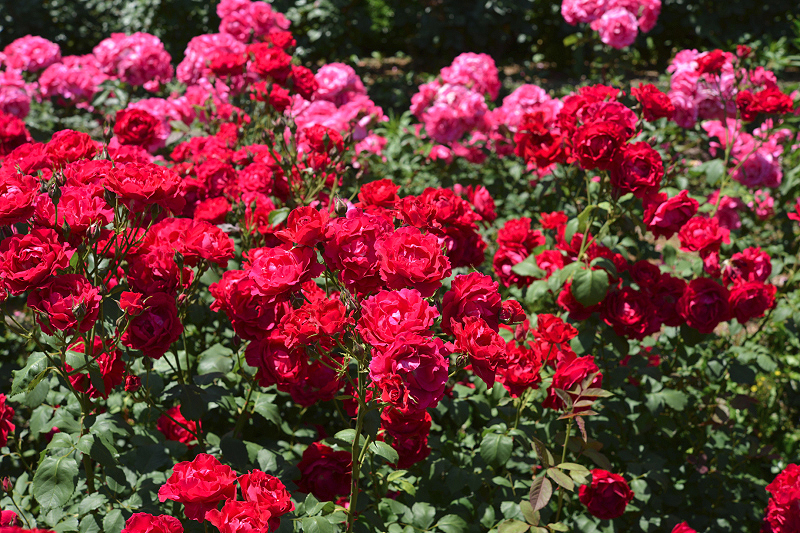 image0519