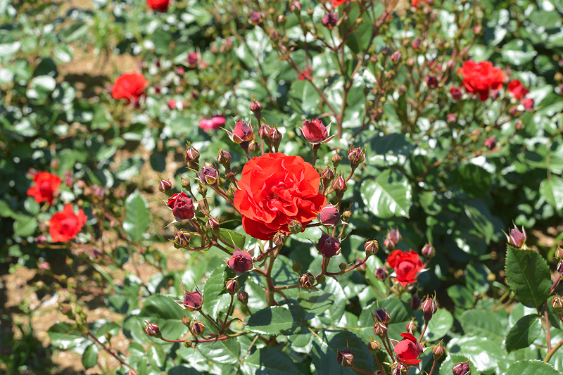 image0520