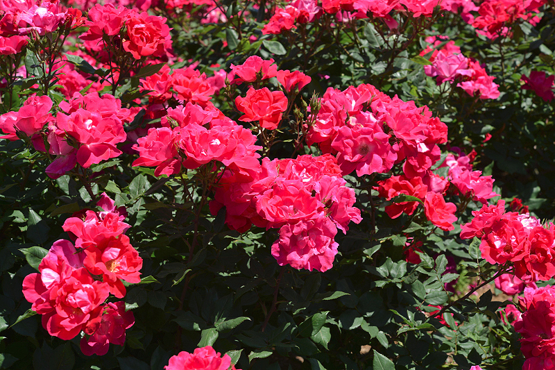 image0521