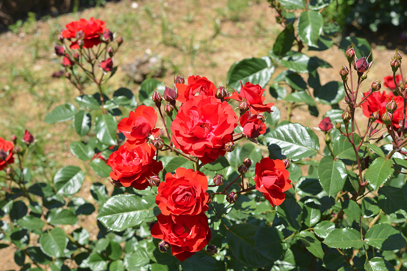image0522