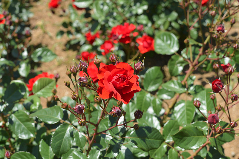 image0523