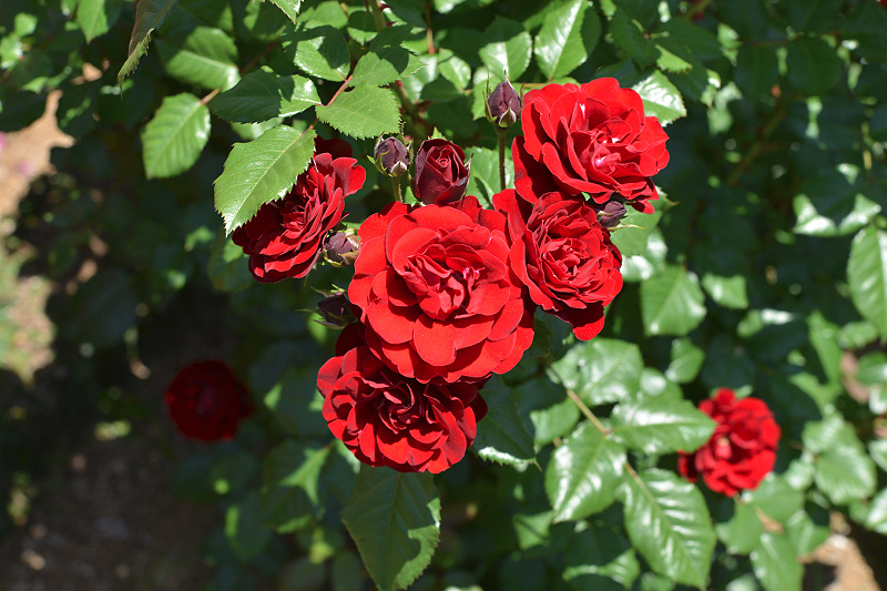 image0524