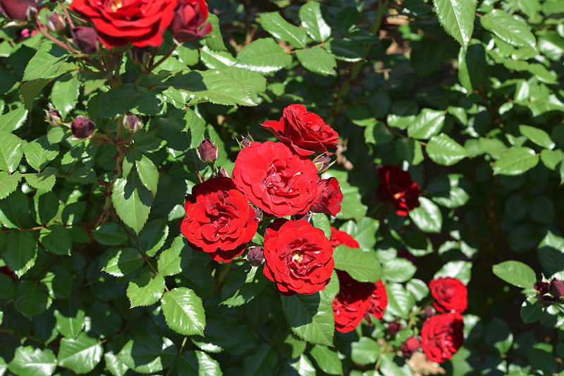 image0525