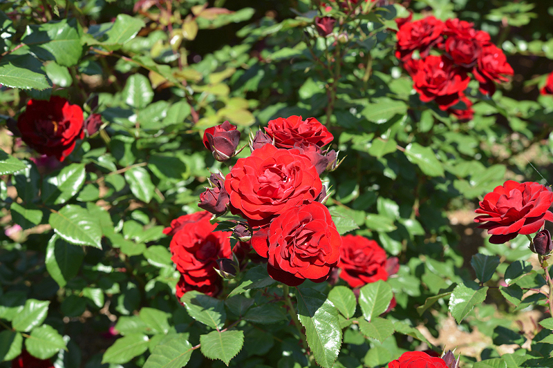 image0526
