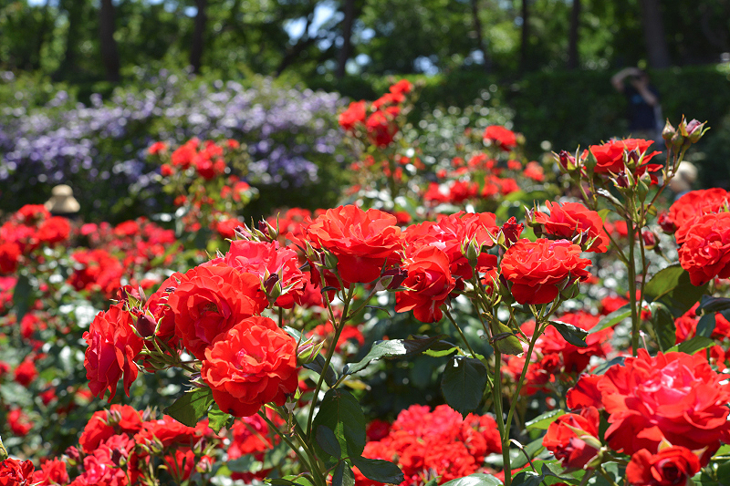 image0527