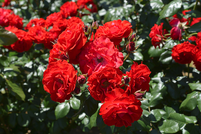 image0528
