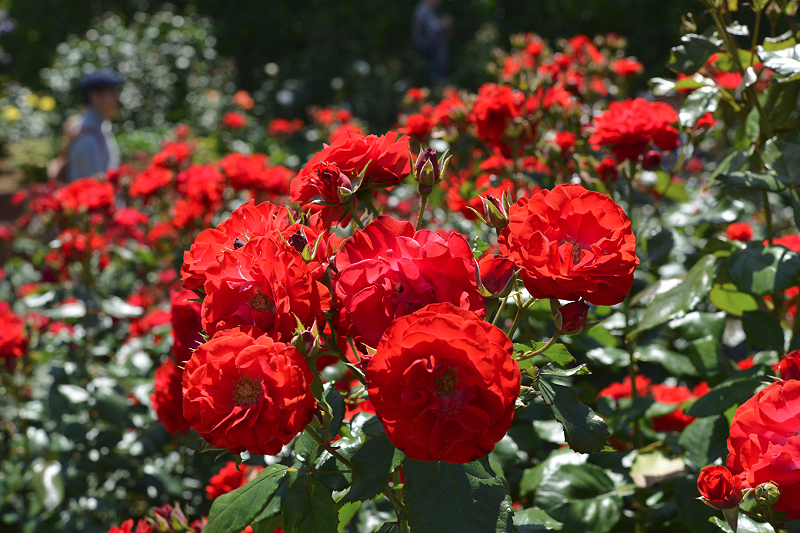 image0529