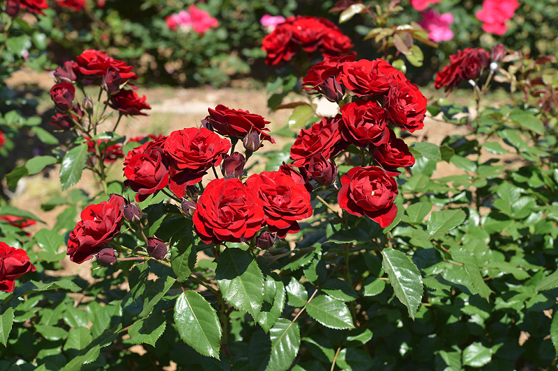 image0530