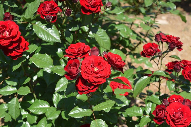 image0531