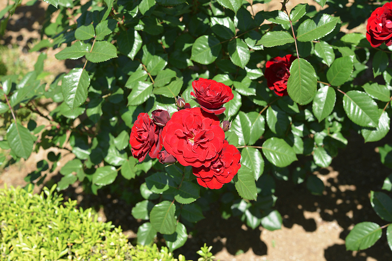 image0532