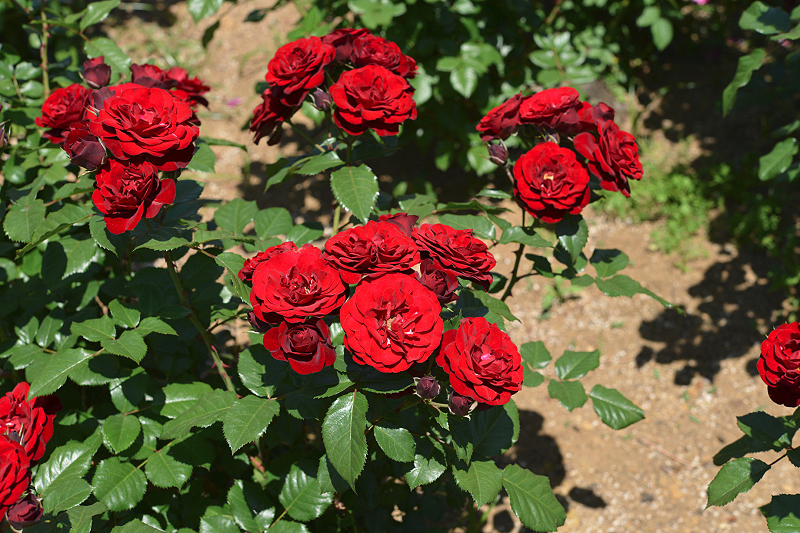 image0533