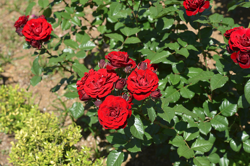 image0534