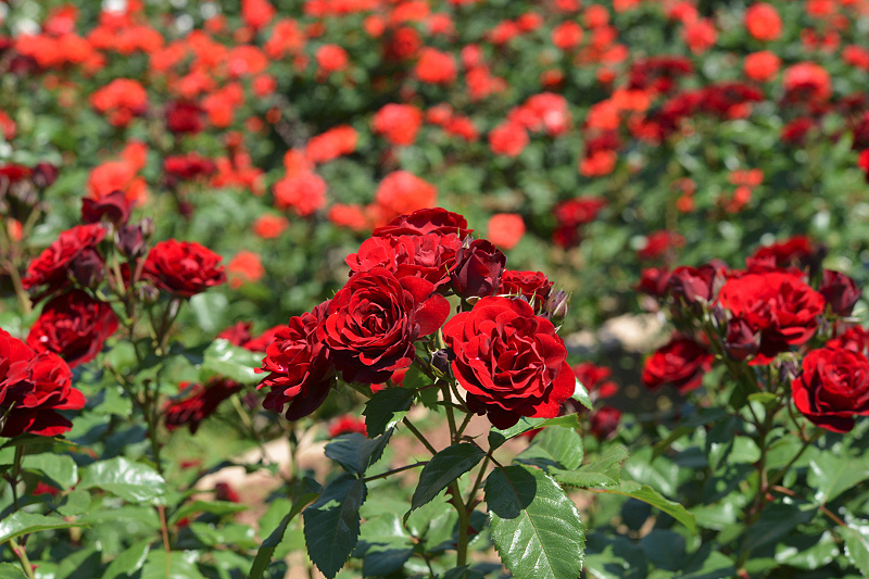 image0535