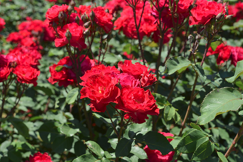 image0541